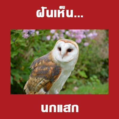 ทำนายฝันเห็นนกแสก