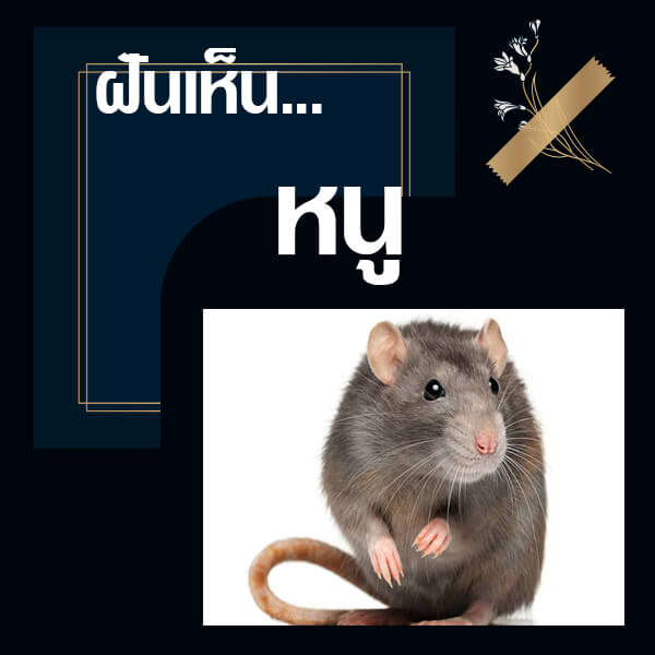 ทำนายฝันเห็นหนู