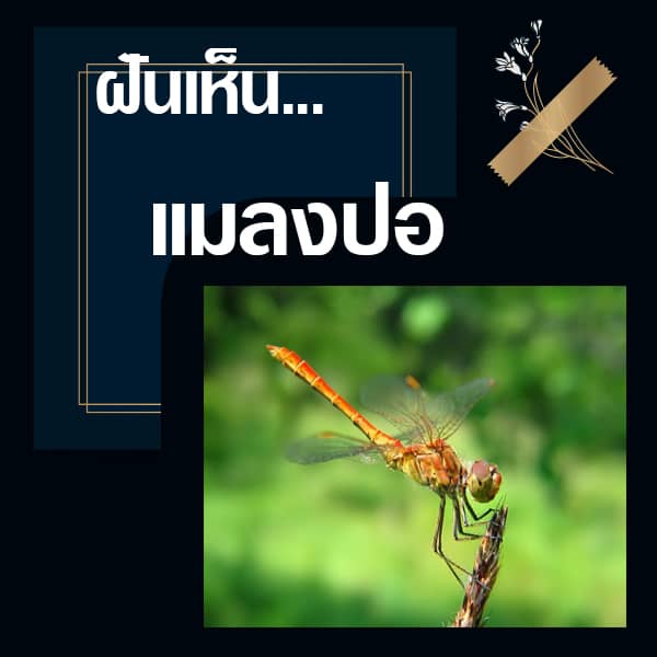ทำนายฝันเห็นแมลงปอ