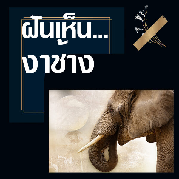 ฝันเห็นงาช้าง