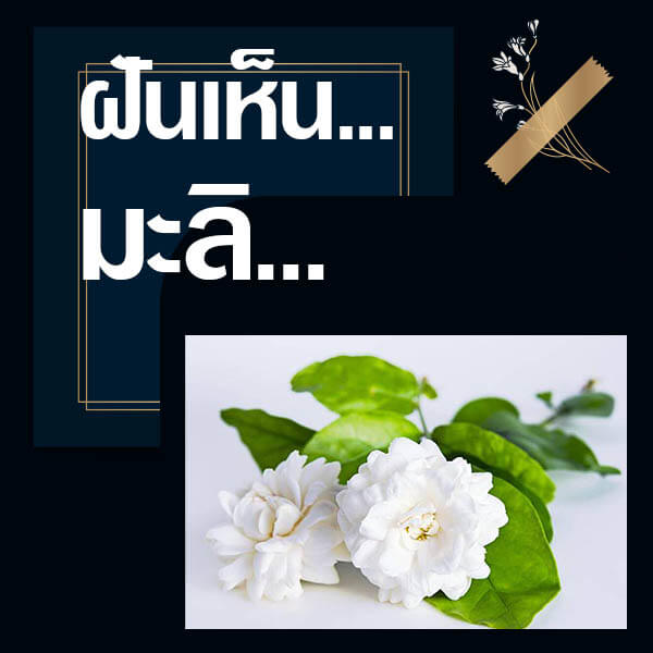 ทำนายฝันเห็นมะลิ