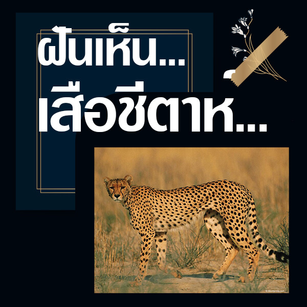 ทำนายฝันเห็นเสือชีตาห์