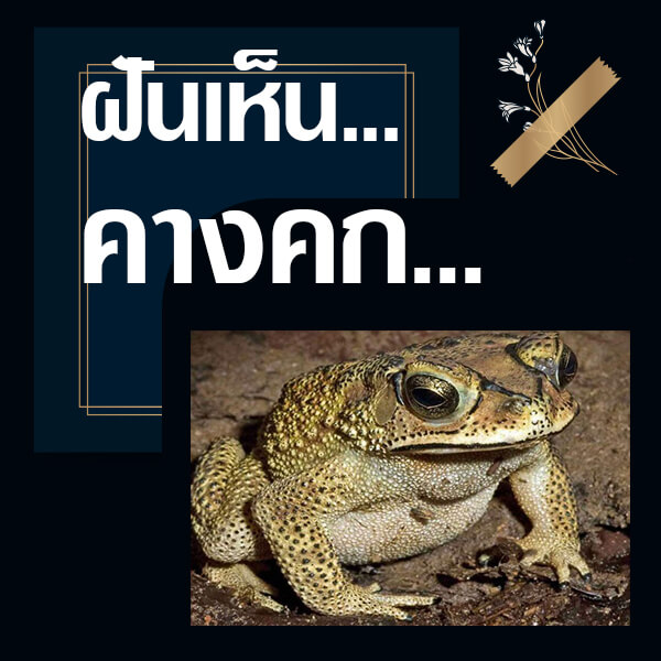 ทำนายฝันเห็นคางคก