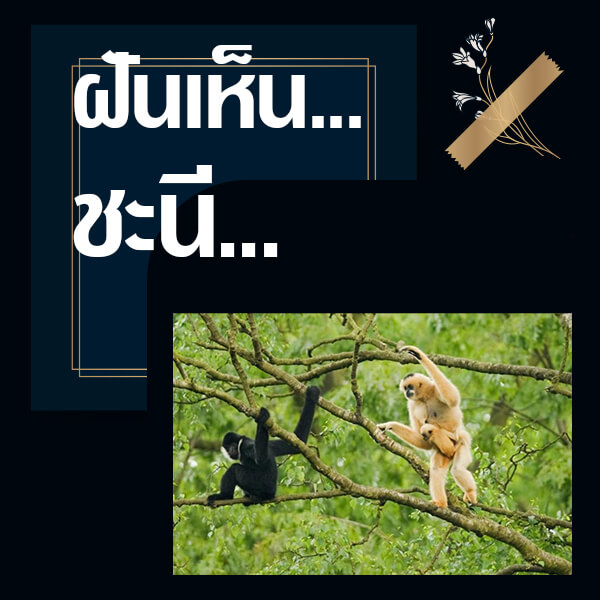 ทำนายฝันเห็นชะนี