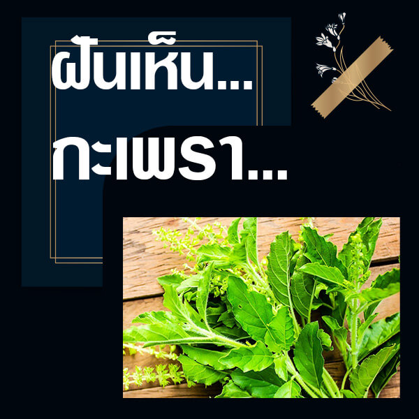 ทำนายฝันเห็นกะเพรา
