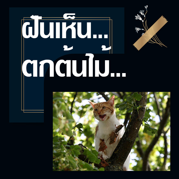 ทำนายฝันเห็นตกต้นไม้