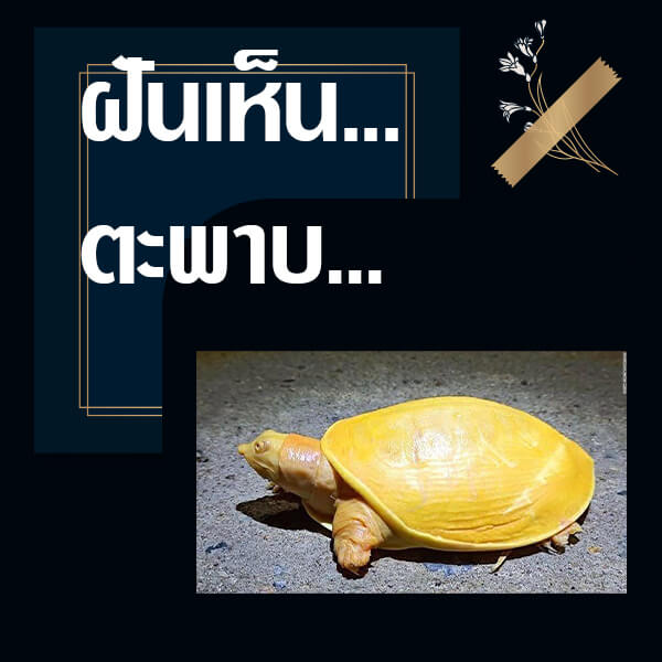 ทำนายฝันเห็นตะพาบ
