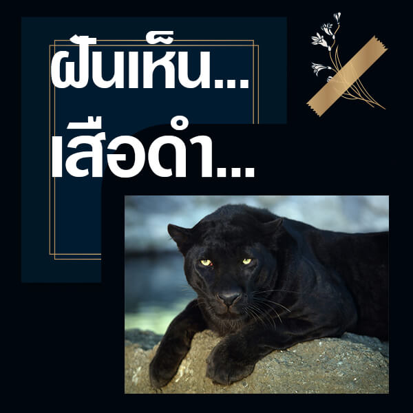 ทำนายฝันเห็นเสือดำ