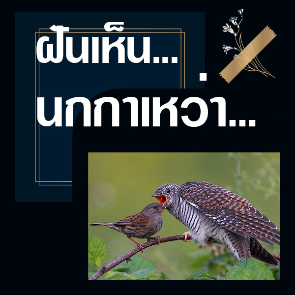 ทำนายฝันเห็นนกกาเหว่า