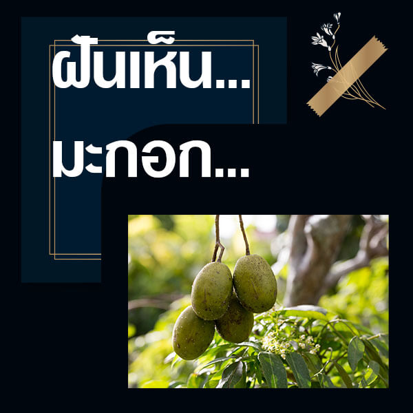 ทำนายฝันเห็นมะกอก