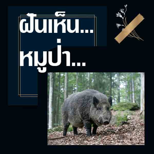 ทำนายฝันเห็นหมูป่า