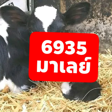 หวยมาเลย์ 19-3-68-10